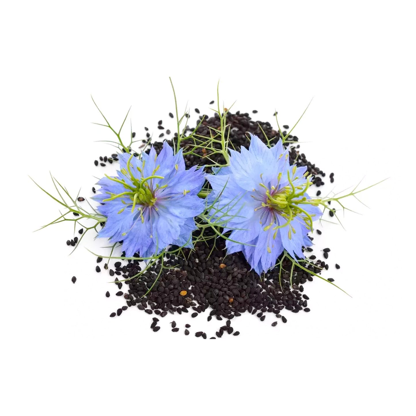 Miel de Fleurs de Nigelle d'Egypte